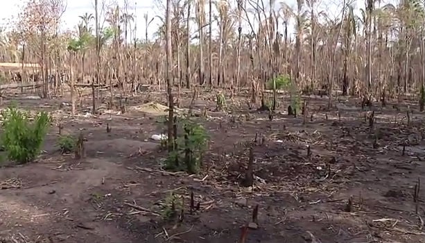 Comunidade Borborema, na zona rural de Teresina, destruda pelo fogo (Crdito: Rede Meio Norte)