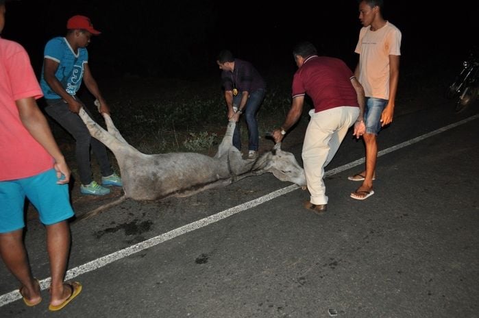 Animal morreu aps o acidente