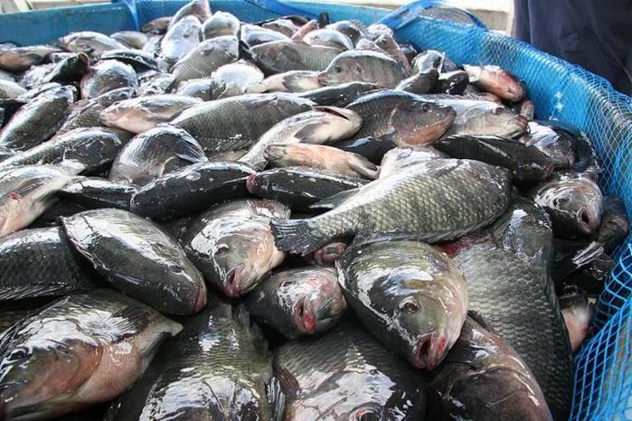 Resultado de imagem para Venda de peixes tem queda de 70% por conta de doença misteriosa