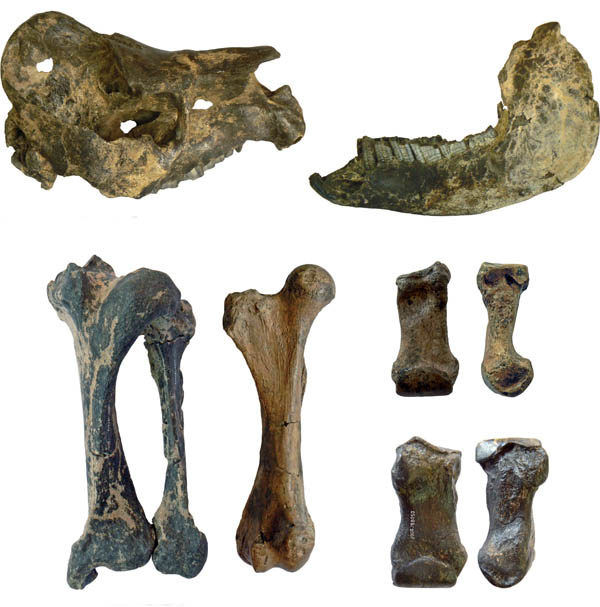 Ossos petrificados de Toxon: desenterrados 10 mil anos depois em São Raimundo Nonato. 