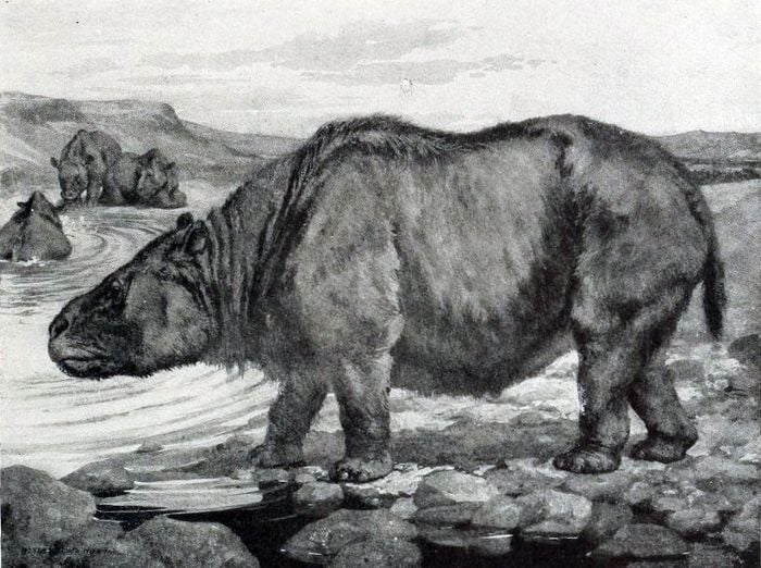 Toxon: animal semelhante a um rinoceronte e comportamento de hipopótamo, que viveu na região da Serra da Capivara há 10 mil anos. 