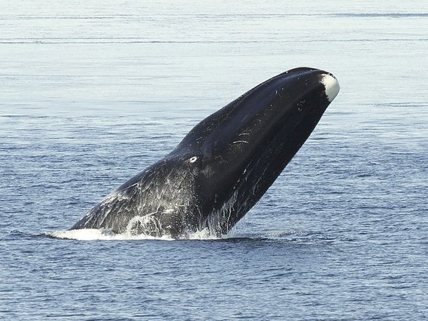 Saiba Quais S O Os Animais Mais Velhos Do Mundo Meionorte