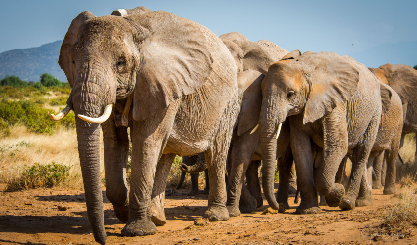 Saiba quais são os 10 animais que mais matam pessoas no mundo