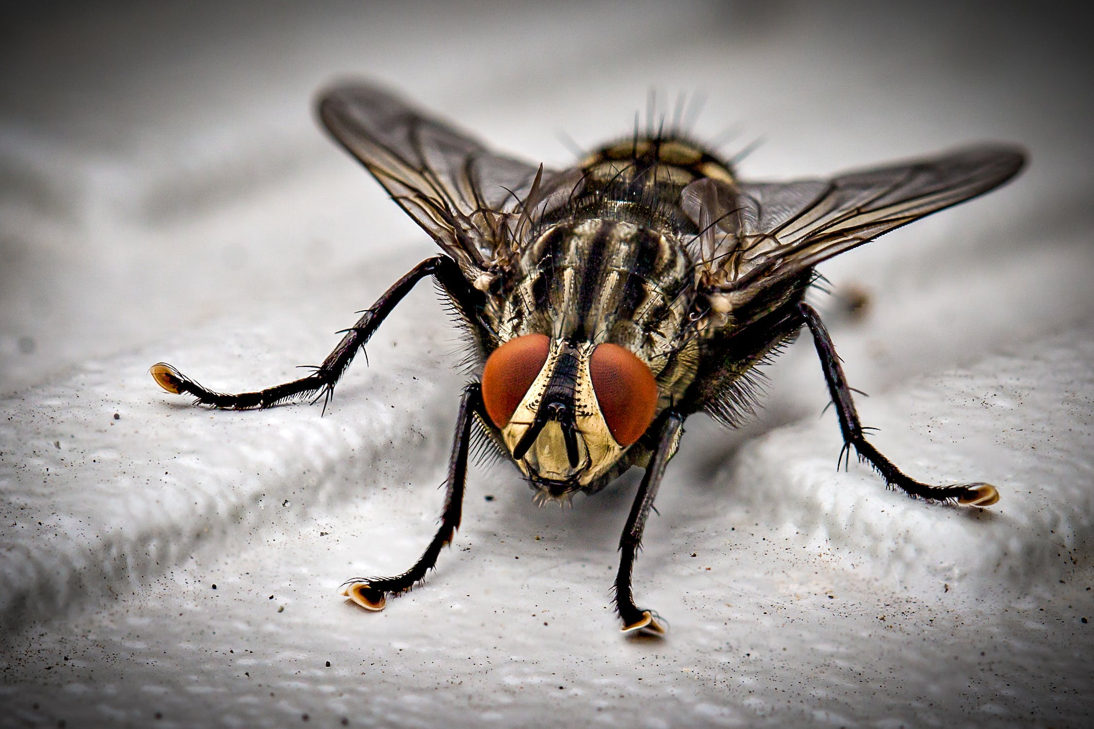 Virose da mosca vômito e diarreia são sintomas clássicos meionorte