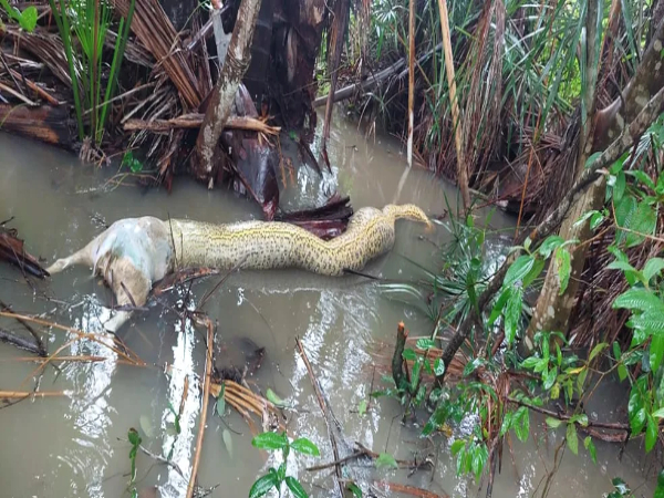 Sucuri Morre Engasgada Ao Tentar Comer Cachorro No Tocantins Bichos