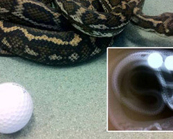 Cobra come bolas de golfe pensando serem ovos e faz cirurgia