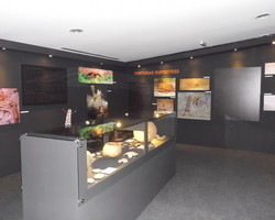 Exposição em Brasília mostra parte do tesouro arqueológico da Serra da Capivara