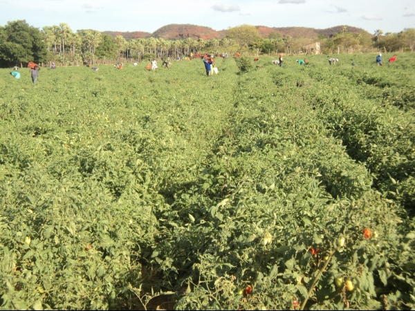 Município de Conceição do Canindé é o maior produtor de tomate do Piauí - Imagem 50