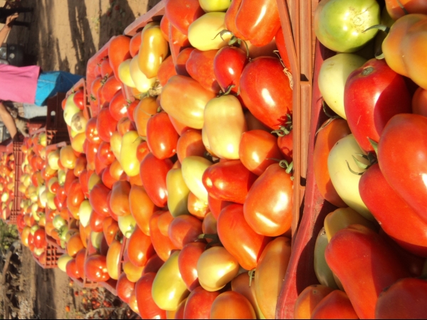 Município de Conceição do Canindé é o maior produtor de tomate do Piauí - Imagem 52