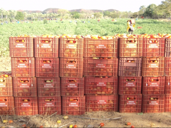Município de Conceição do Canindé é o maior produtor de tomate do Piauí - Imagem 51
