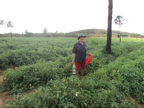 Município de Conceição do Canindé é o maior produtor de tomate do Piauí - Imagem 17