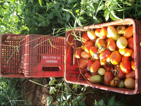 Município de Conceição do Canindé é o maior produtor de tomate do Piauí - Imagem 55