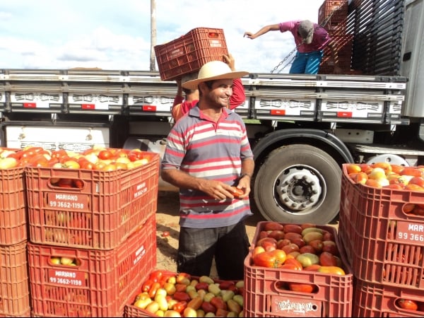 Município de Conceição do Canindé é o maior produtor de tomate do Piauí - Imagem 6