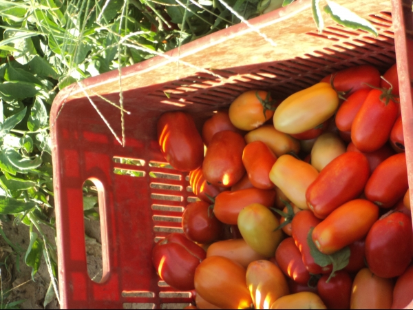 Município de Conceição do Canindé é o maior produtor de tomate do Piauí - Imagem 58