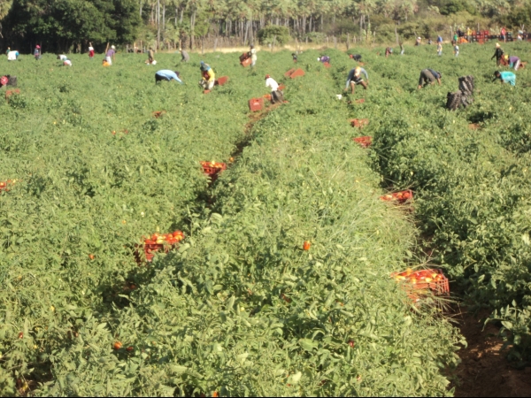 Município de Conceição do Canindé é o maior produtor de tomate do Piauí - Imagem 47