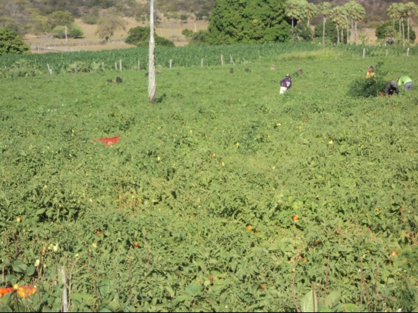 Município de Conceição do Canindé é o maior produtor de tomate do Piauí - Imagem 46