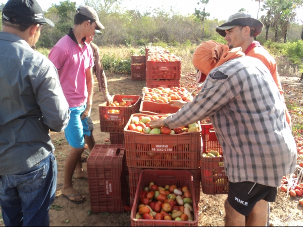 Município de Conceição do Canindé é o maior produtor de tomate do Piauí - Imagem 41
