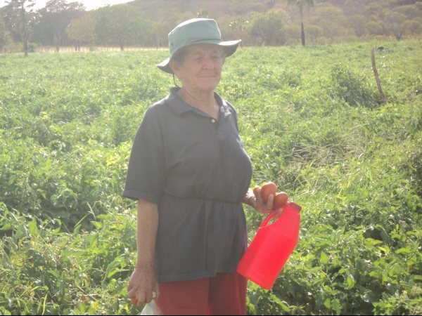 Município de Conceição do Canindé é o maior produtor de tomate do Piauí - Imagem 16