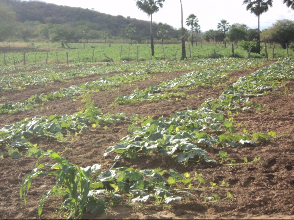 Município de Conceição do Canindé é o maior produtor de tomate do Piauí - Imagem 45