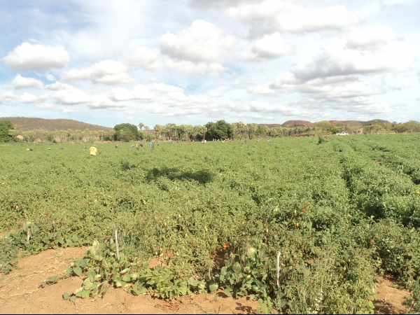 Município de Conceição do Canindé é o maior produtor de tomate do Piauí - Imagem 11