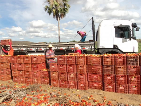 Município de Conceição do Canindé é o maior produtor de tomate do Piauí - Imagem 9