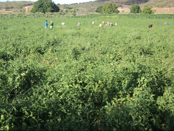 Município de Conceição do Canindé é o maior produtor de tomate do Piauí - Imagem 62