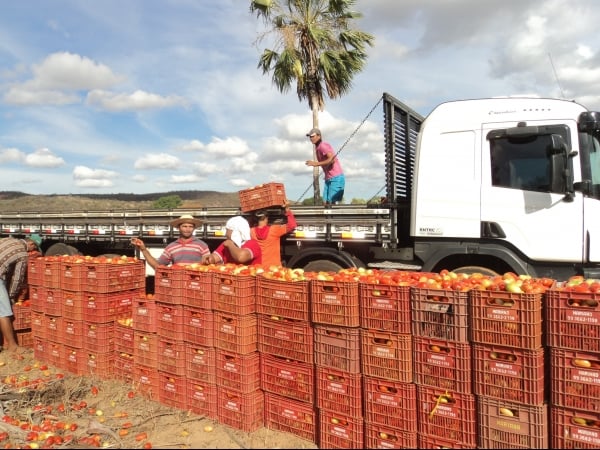 Município de Conceição do Canindé é o maior produtor de tomate do Piauí - Imagem 8
