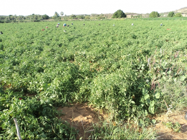 Município de Conceição do Canindé é o maior produtor de tomate do Piauí - Imagem 65