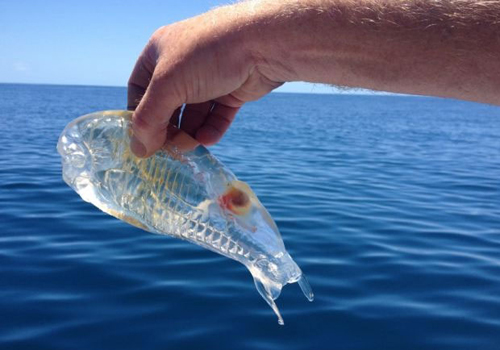 Pescador fisga peixe misterioso que é totalmente transparente