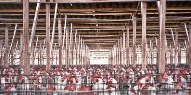 Projeto de lei que proíbe criação de animais em confinamento é aprovado em SP
