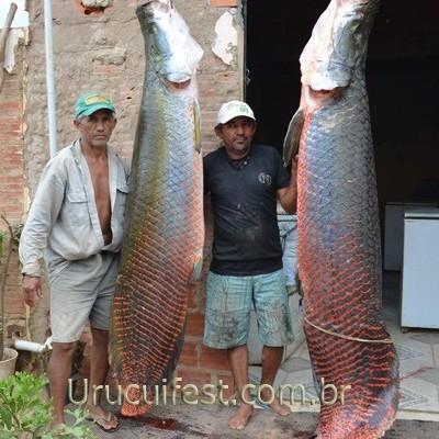 Peixes gigantes são pescados no rio Parnaíba e chamam atenção em Uruçuí