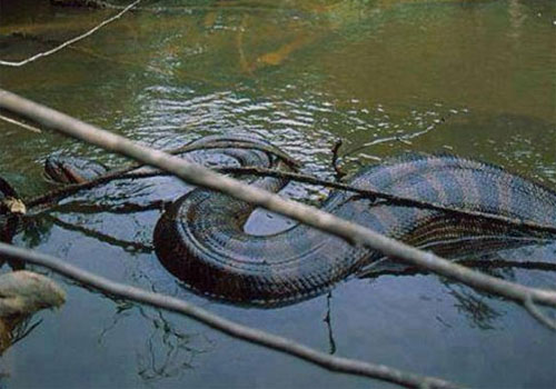 Foto de sucuri no Acre circula nas redes sociais como se fosse em rio de Joinville e causa medo