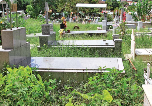 Mato dificulta visitação em cemitério sem capina desde novembro na z.Sul de THE