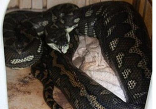 Mulher vai ao encontro de cão de estimação em canil e vê cobra no local com corrente na boca