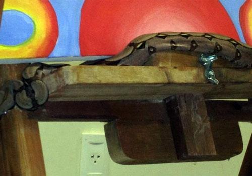 Jiboia de 1 metro é encontrada em sala de aula da Universidade Federal
