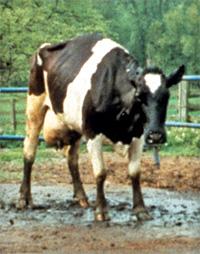 Dona da Friboi confirma suspeita de vaca louca