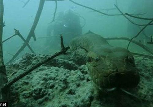 Apresentador de série online encontra anaconda mortal de 90 kg e 6 metros durante a gravação