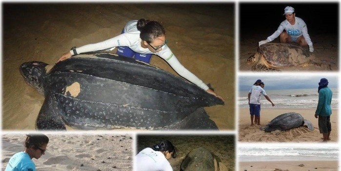 16 de Junho Dia Internacional da Tartaruga Marinha
