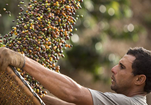 Investindo em qualidade, Estado do Rio de Janeiro vive um novo ciclo do café