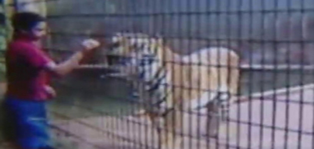 Tigre ataca menino de 11 anos e arranca um dos braços do garoto