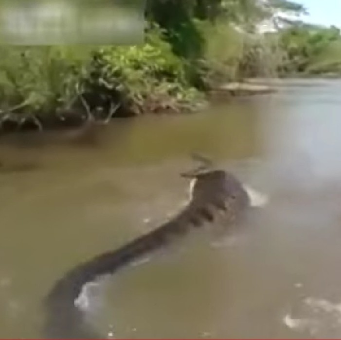 Maior anaconda já vista é encontrada em rio brasileiro