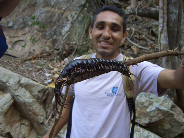 Confira alguns dos maiores invertebrados já encontrados no mundo