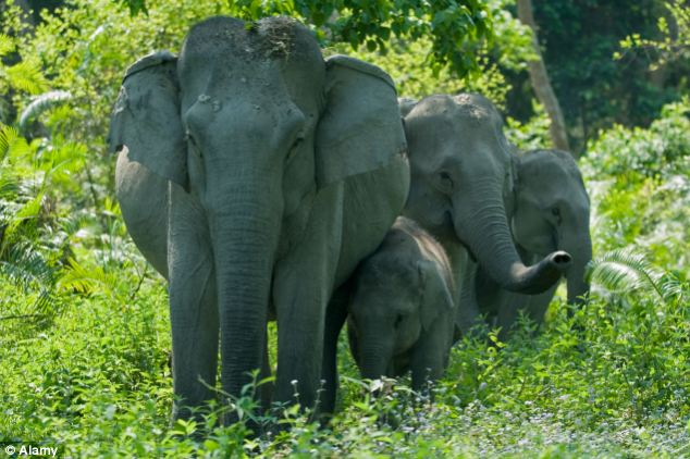 Casal morre após elefante se assustar com flash de câmera e pisoteá-los