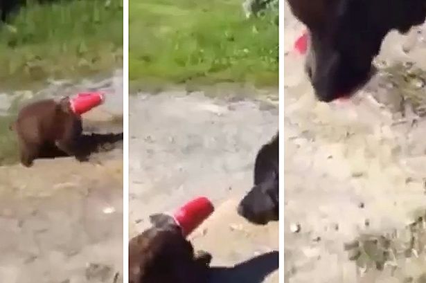Gato fica com cabeça presa em copo descartável e é salvo por um cachorro; vídeo