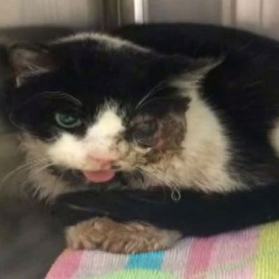 Gato declarado morto volta para casa cinco dias depois de ser enterrado