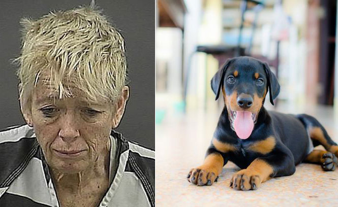 Mulher afoga filhote de cão no banheiro de aeroporto após ser proibida de levá-lo em avião