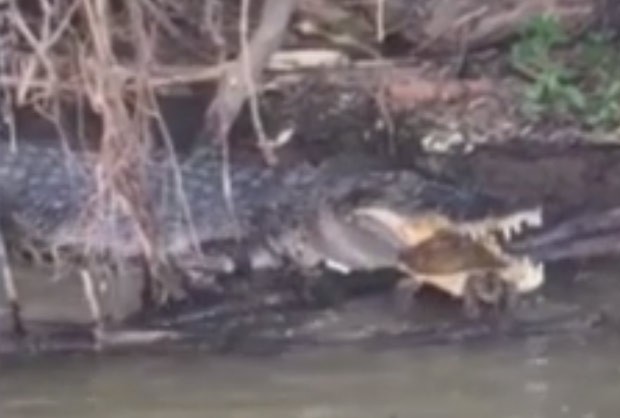 Crocodilo é filmado tentando devorar tartaruga em rio; assista