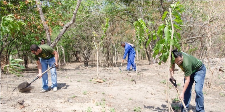 Plantio recompõe cerca de 300 mudas do Bosque do Corso