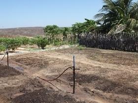 Cisternas garantem cultivo no semiárido
