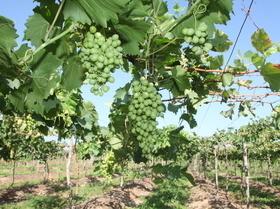 Produção de uva chega ao Norte do Piauí